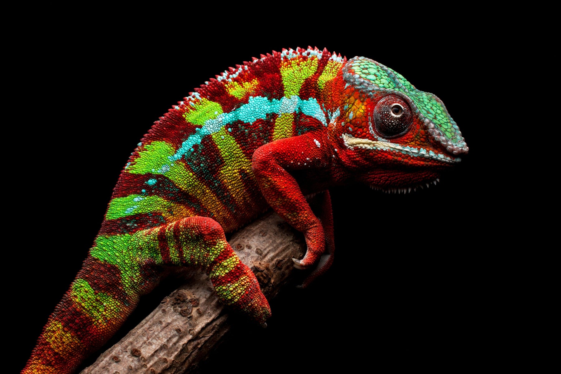 Prismskin Guardian — Haptic 3D Embossed + High-Gloss Lacquer Print