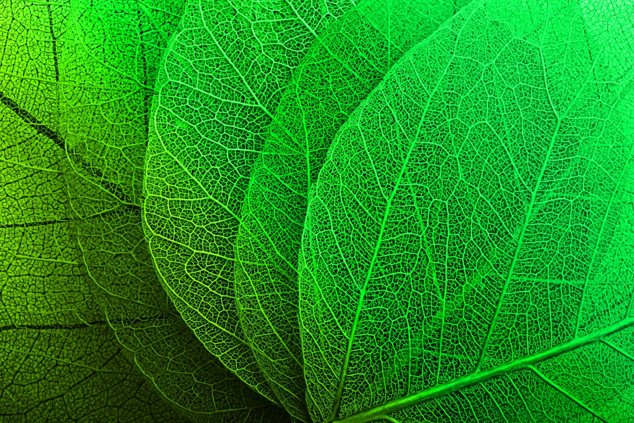 Verdant Lattice — Haptic 3D Embossed + High-Gloss Lacquer Print