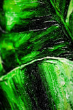 Verdant Tropics Infusion — 3D Haptic Embossed High-Gloss Luxury Wall Art