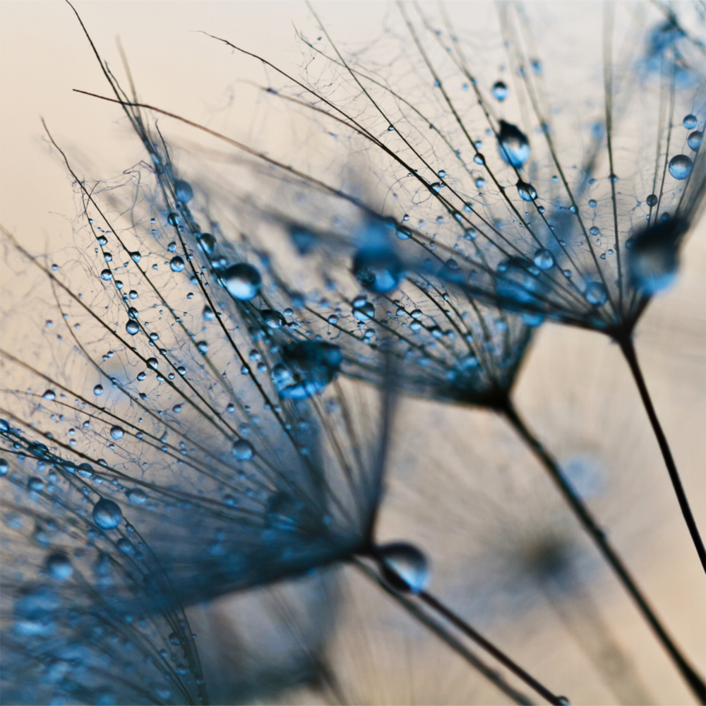 Flower Glass Wall Art
