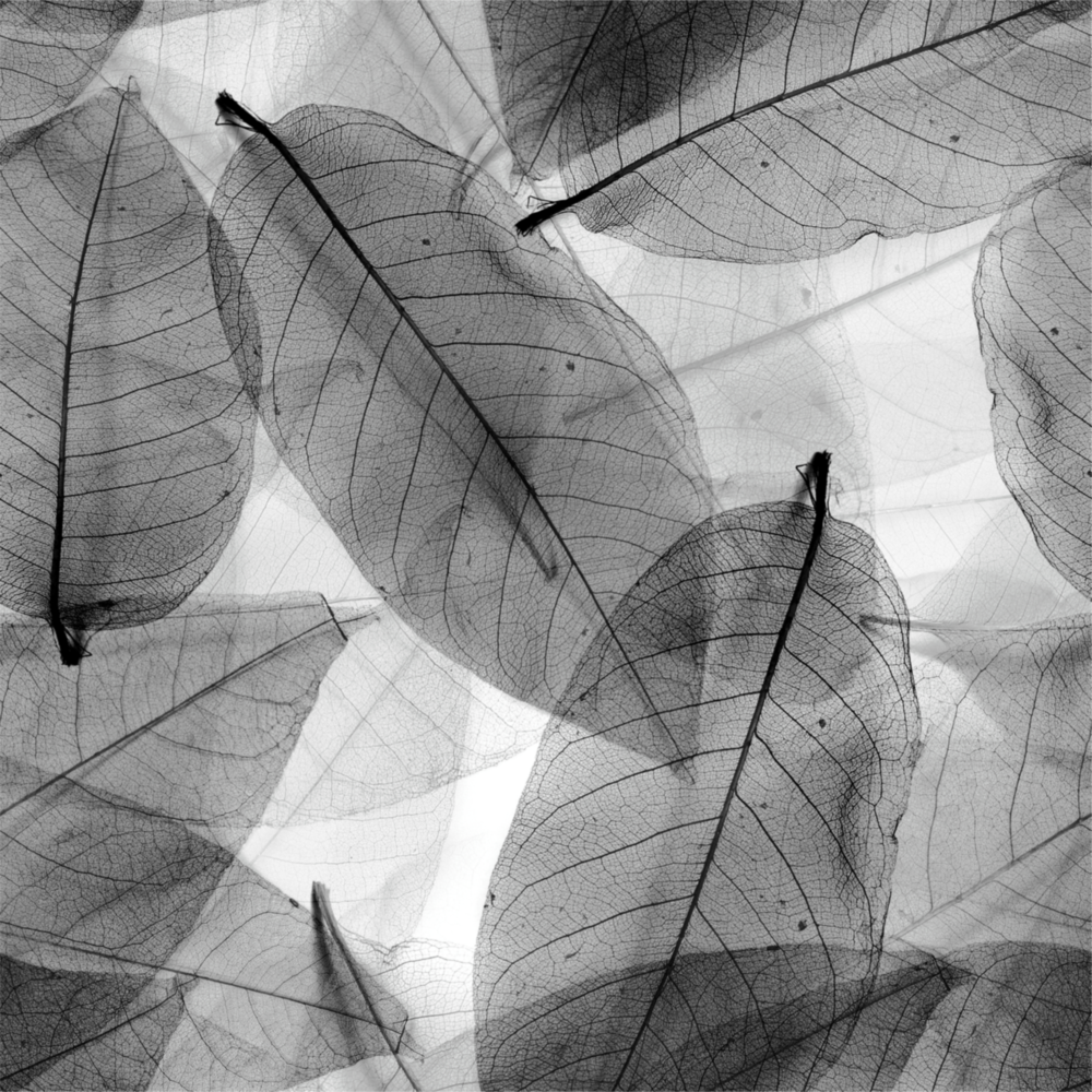 Black and White Leaves Glass Wall Art