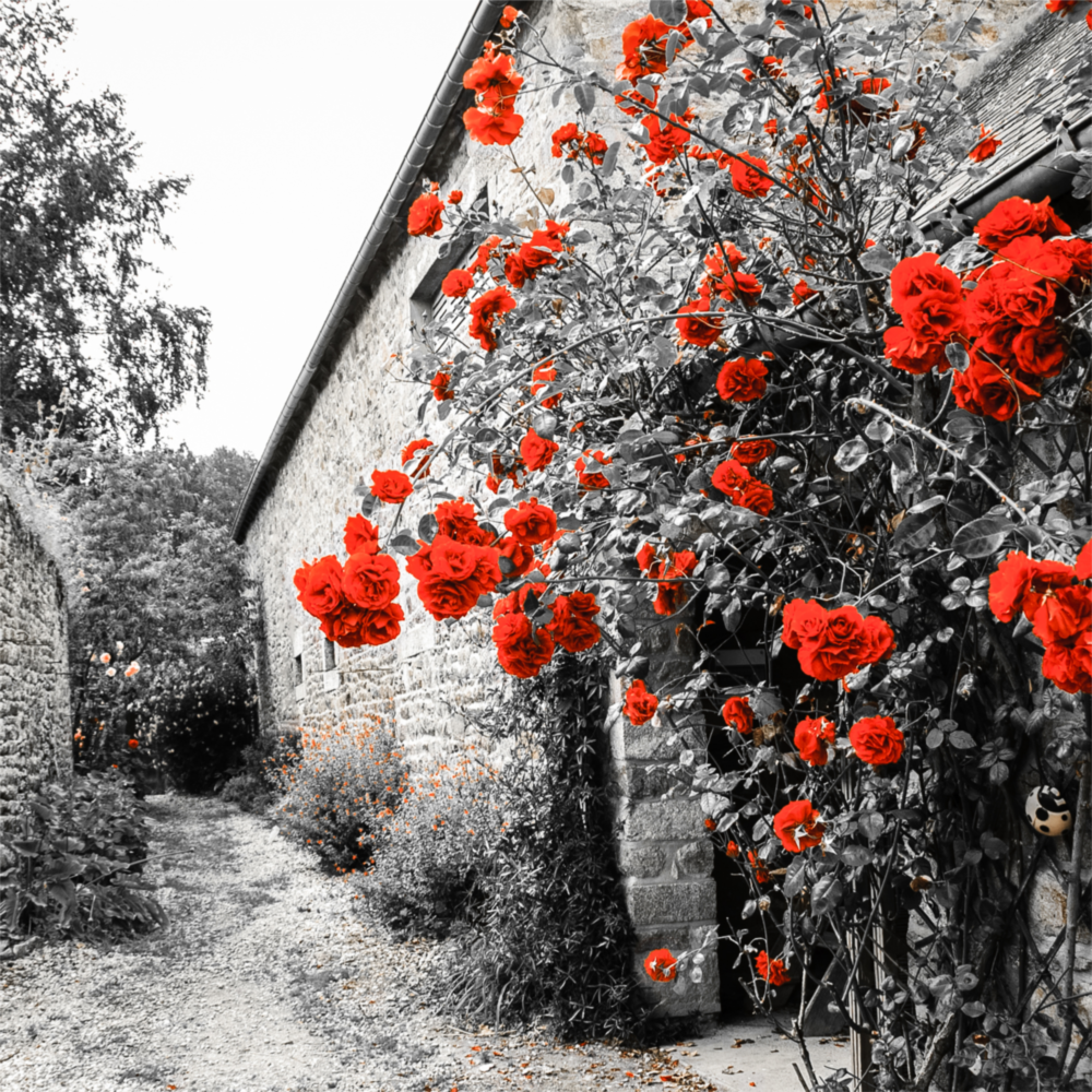 Red Roses Glass Wall Art