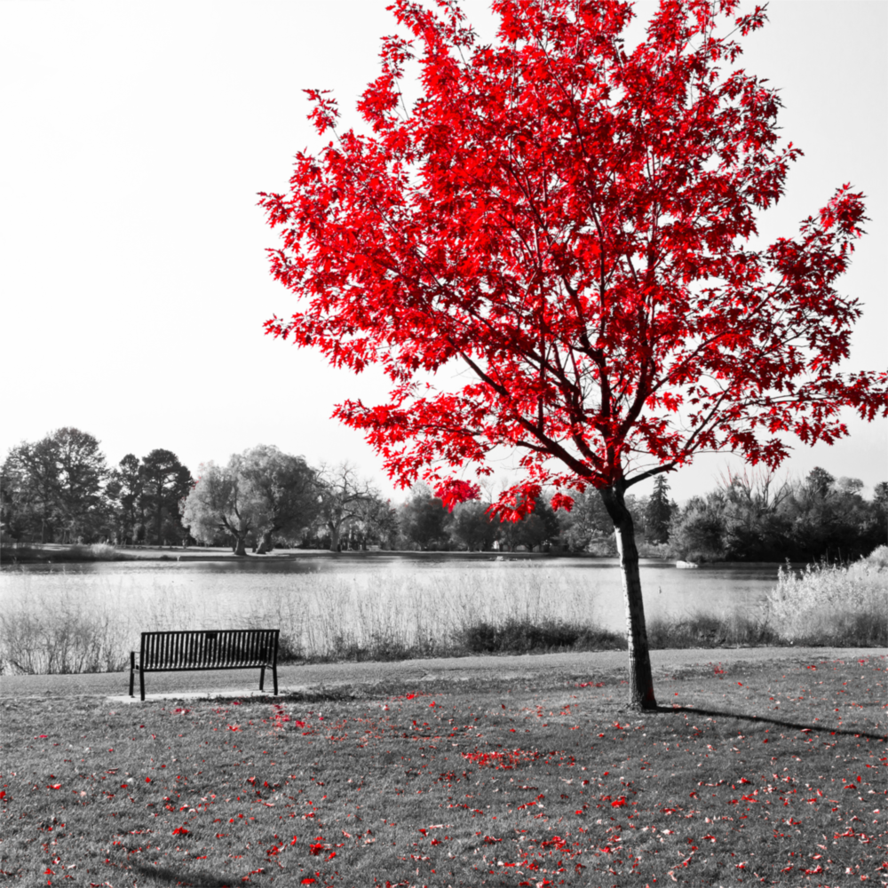 Red Tree Glass Wall Art