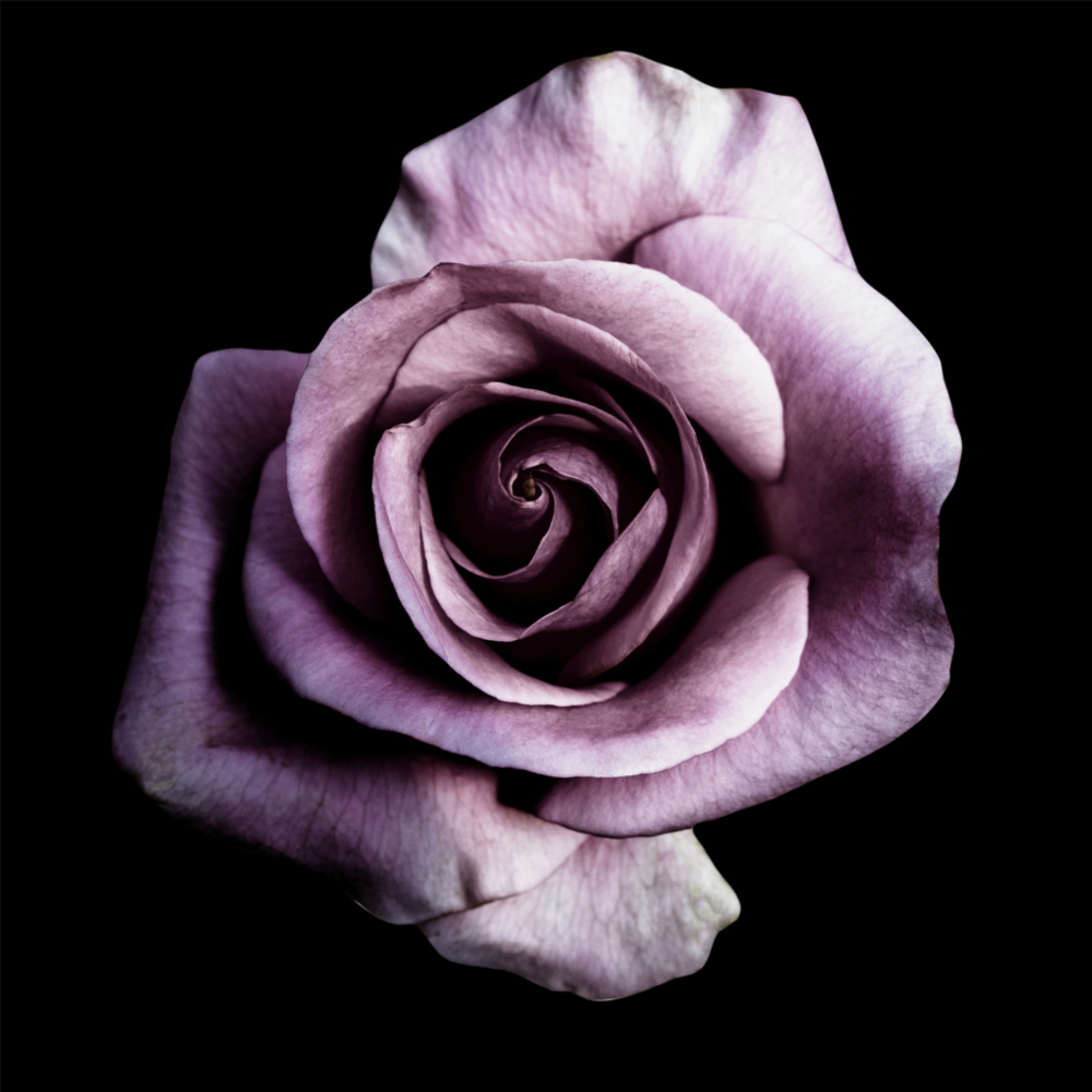 Purple Rose Glass Wall Art