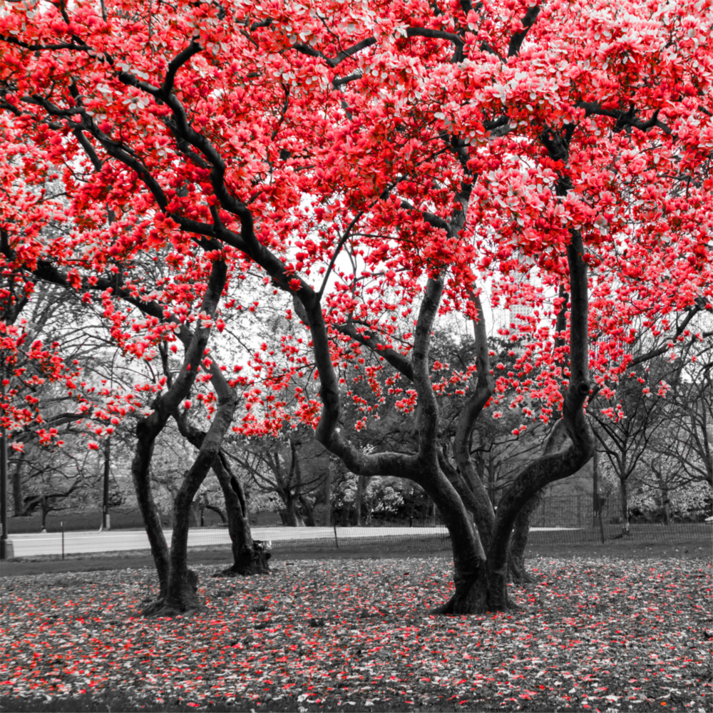 Red Tree Glass Wall Art