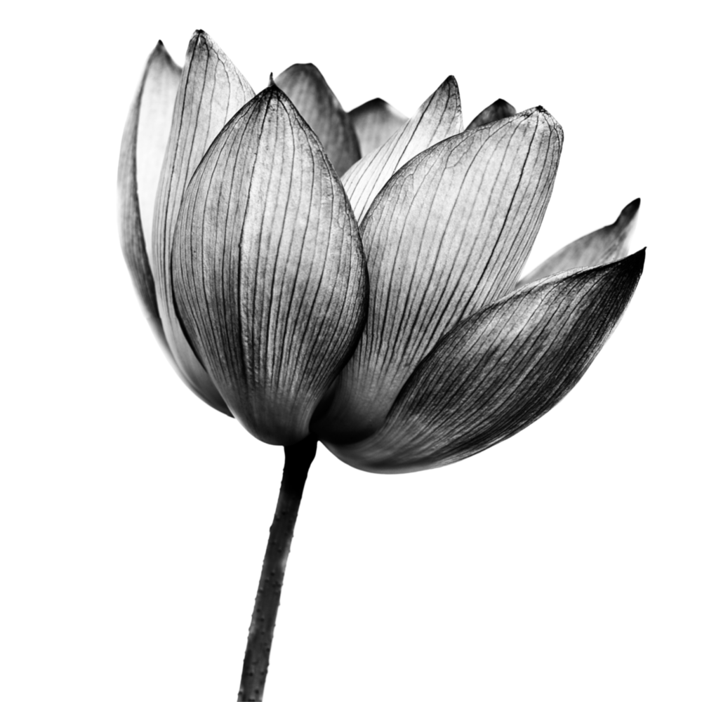 Flower Glass Wall Art