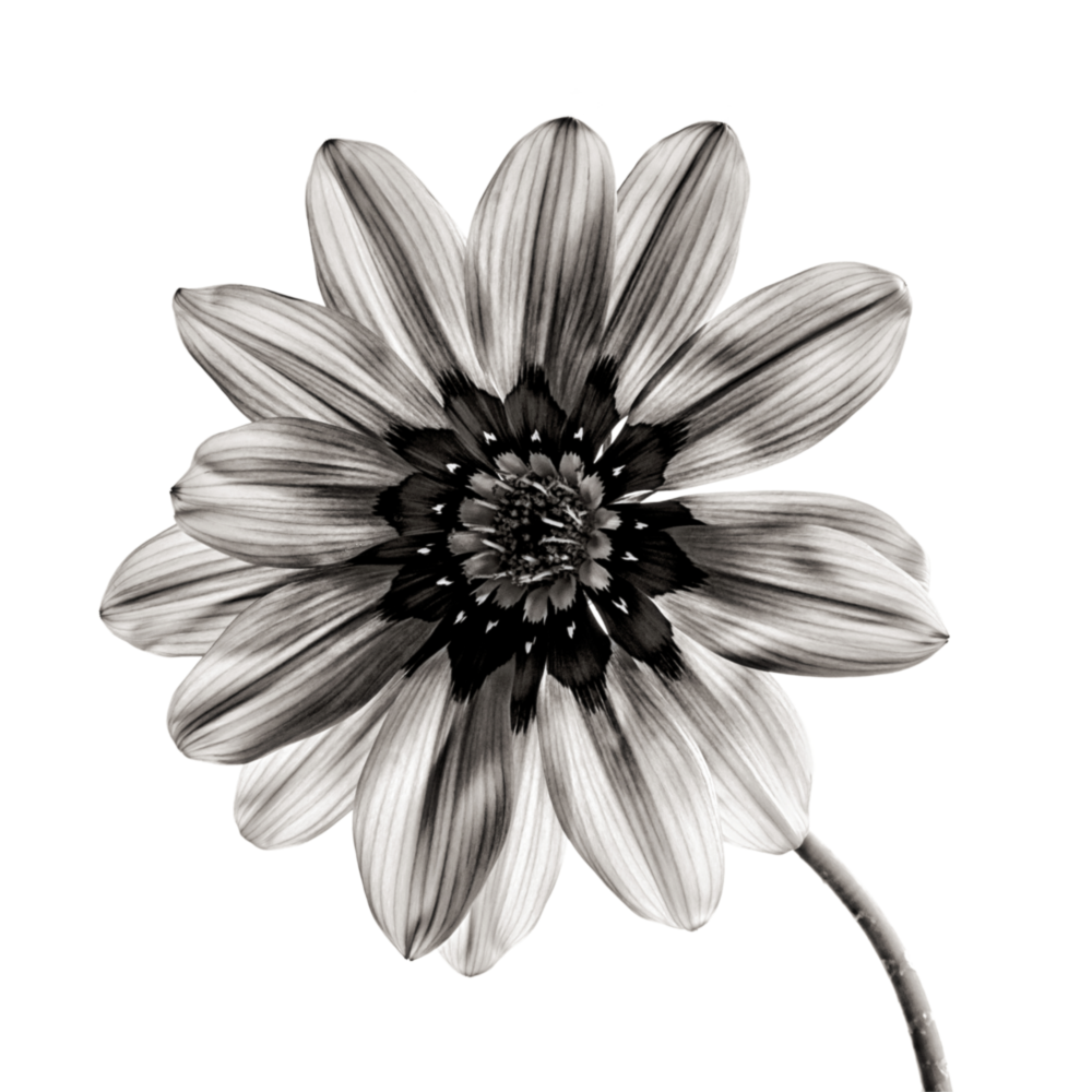 Flower Glass Wall Art