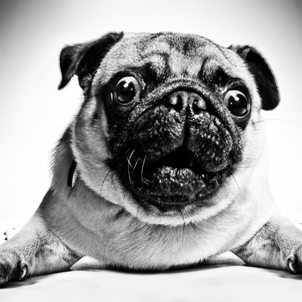 Pug Glass Wall Art