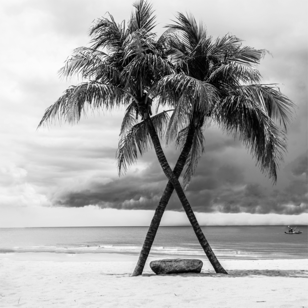 Palm Trees Glass Wall Art
