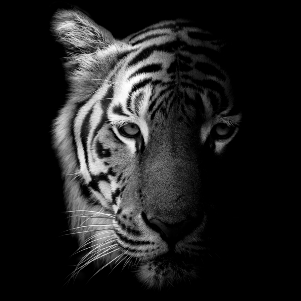 Tiger Glass Wall Art