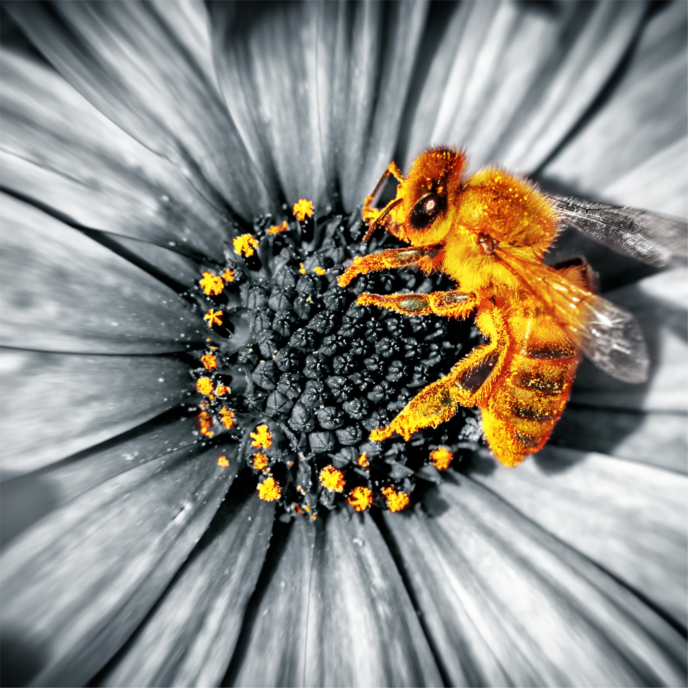 Bee Glass Wall Art