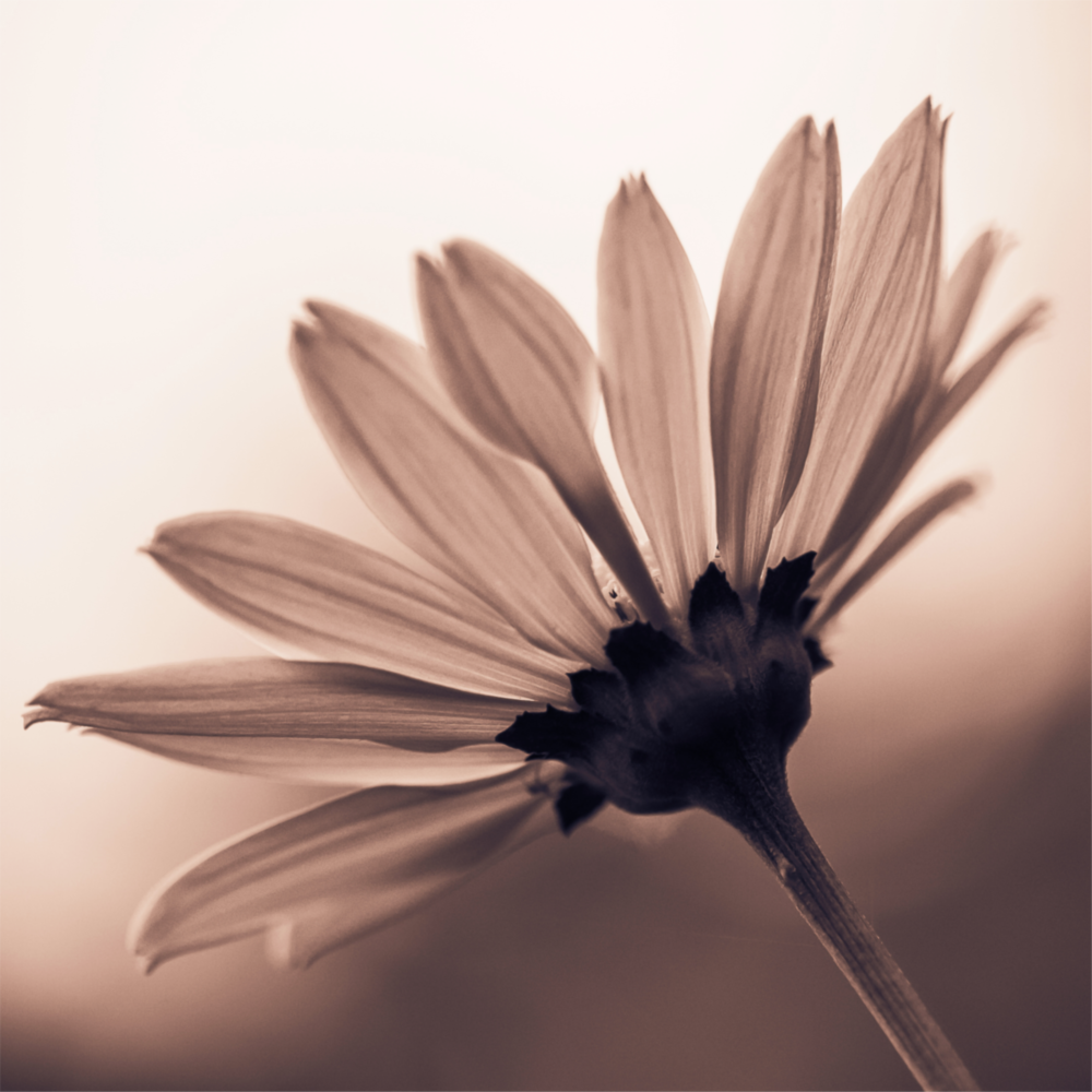 Flower Glass Wall Art
