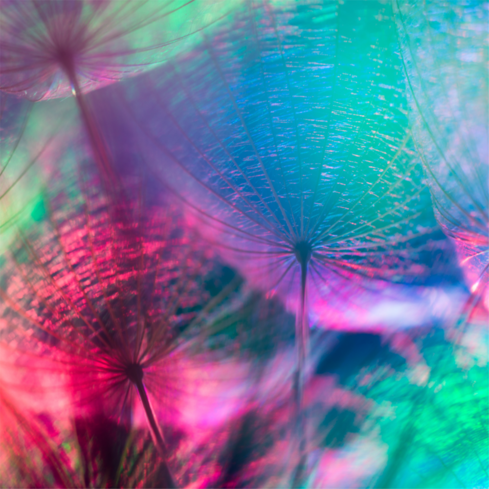 Dandelion Glass Wall Art