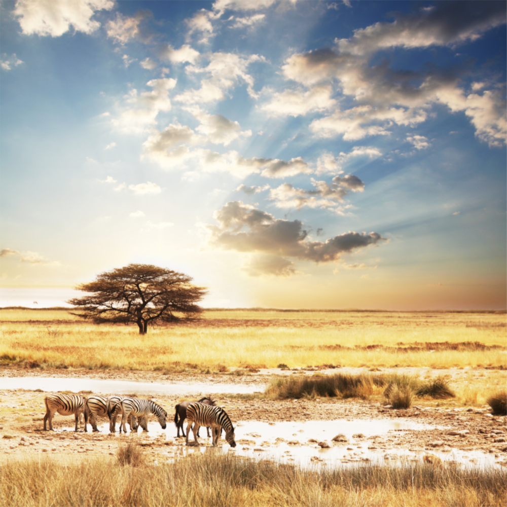 Africa (Wide Meadow) Glass Wall Art