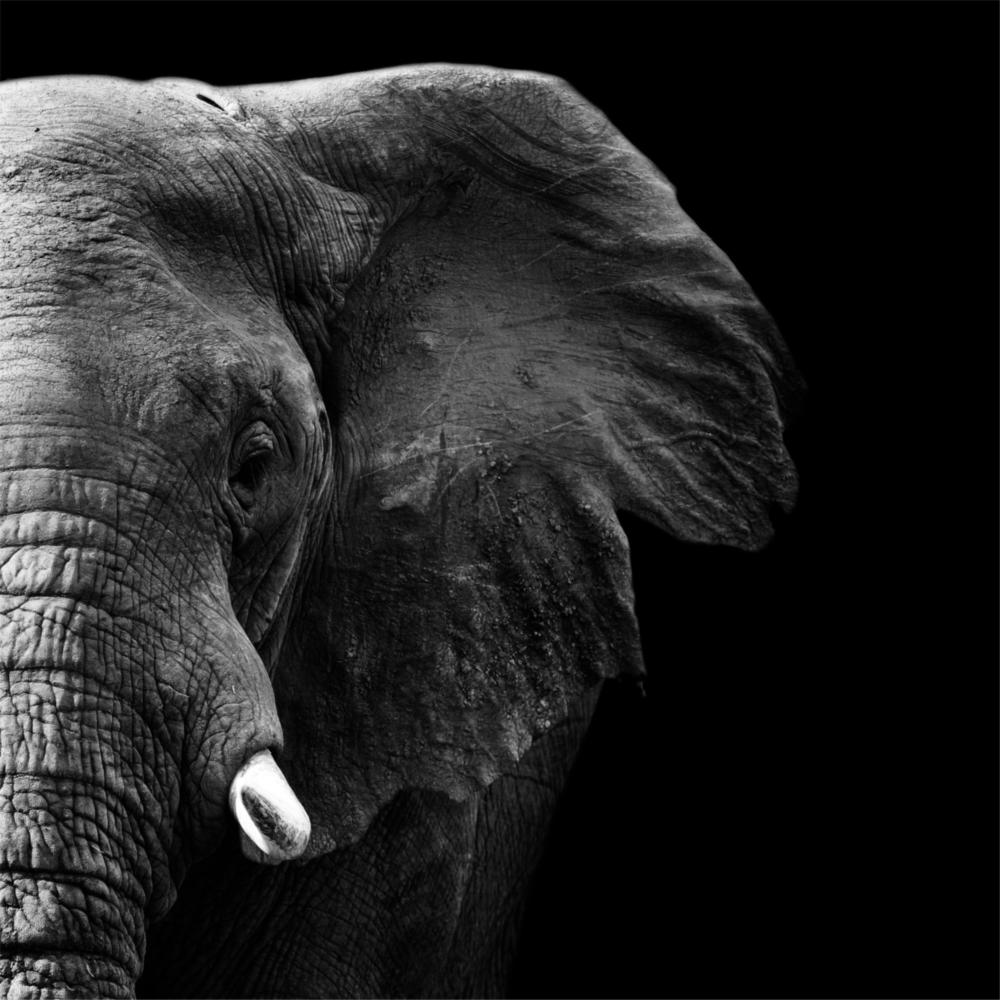 Elephant Glass Wall Art
