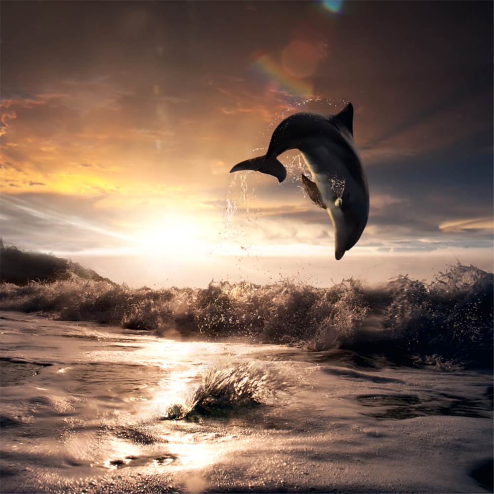 Dolphin Glass Wall Art