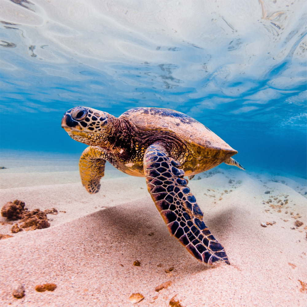 Sea Turtle Glass Wall Art