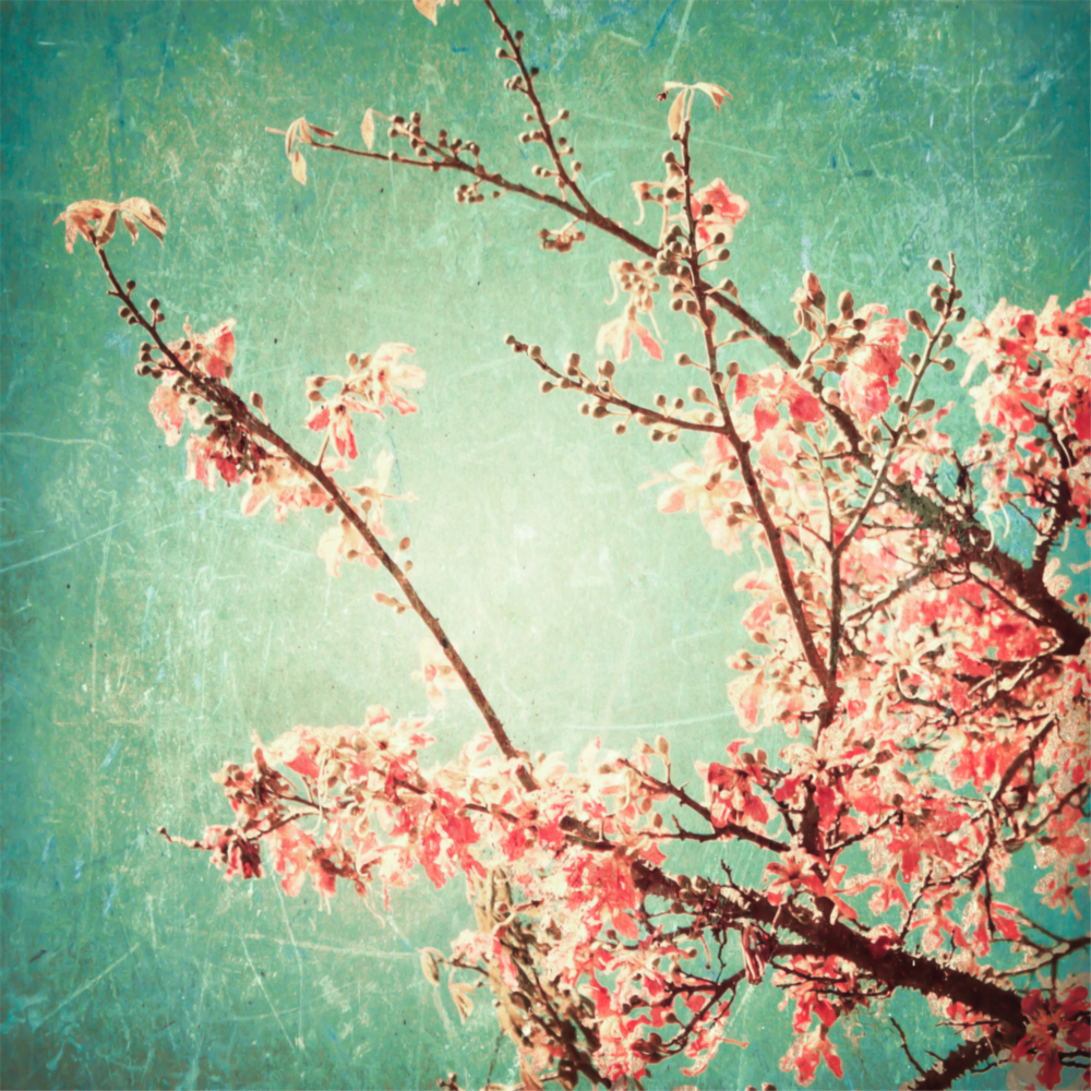 Cherry Blossom Glass Wall Art