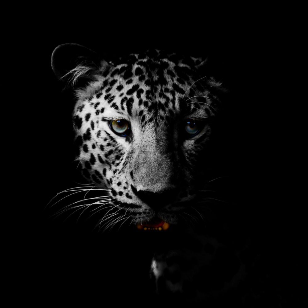 Leopard Glass Wall Art