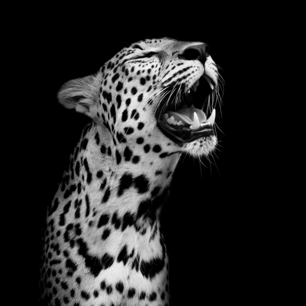 Leopard Glass Wall Art
