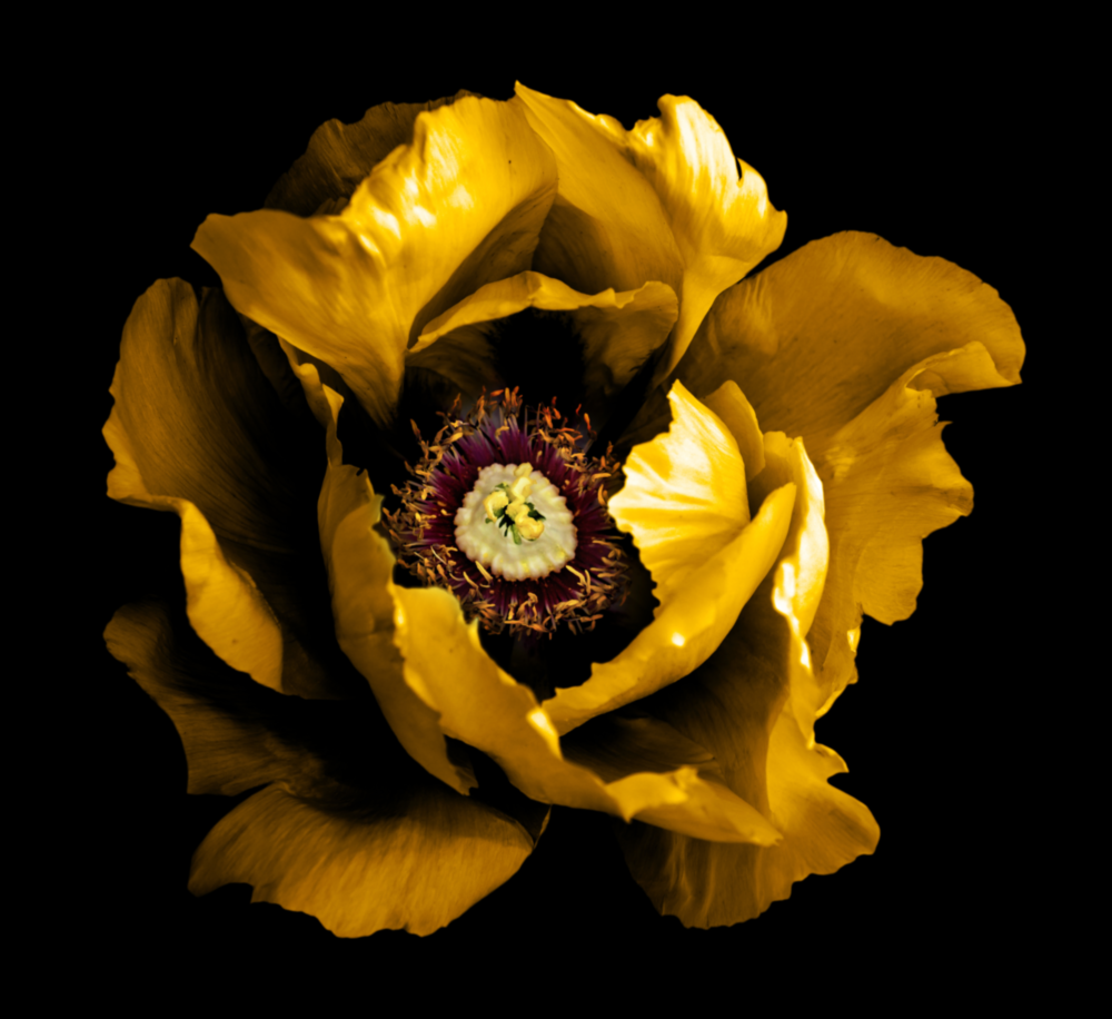 Floral Yellow Glass Wall Art