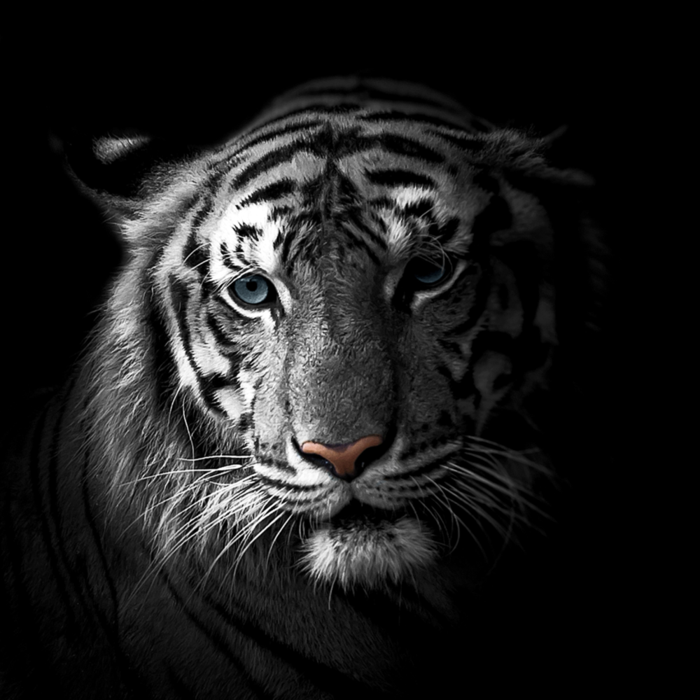 Tiger Glass Wall Art