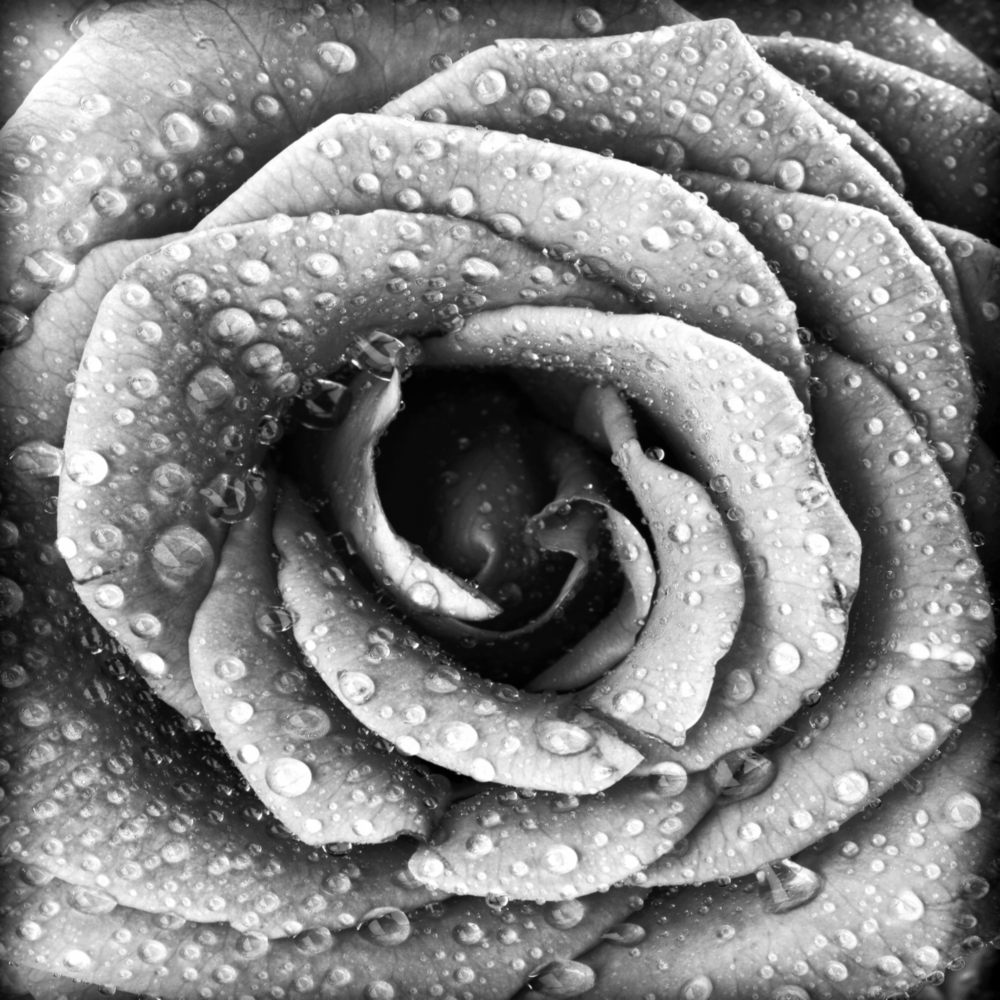 Rose Glass Wall Art