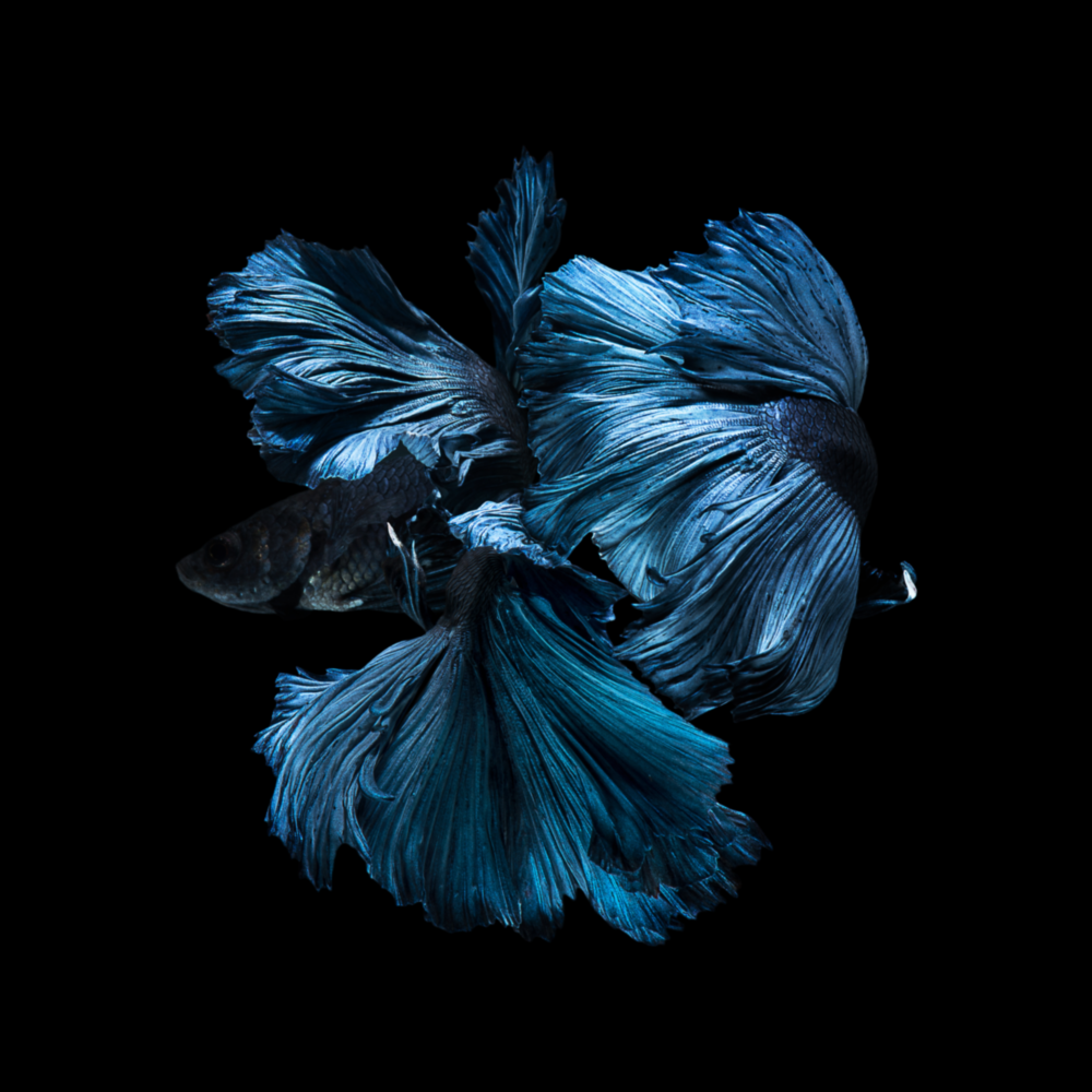Betta Fish Glass Wall Art