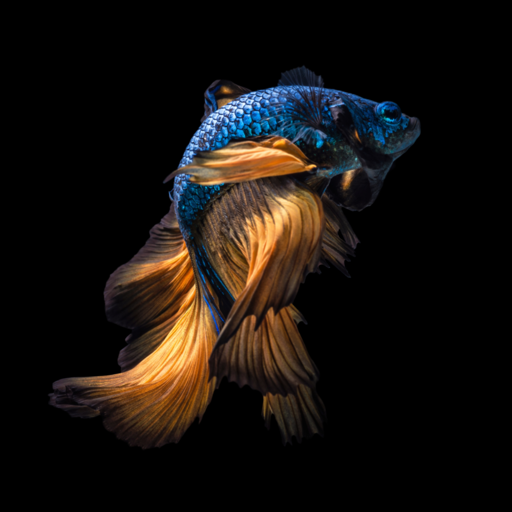 Betta Fish Glass Wall Art