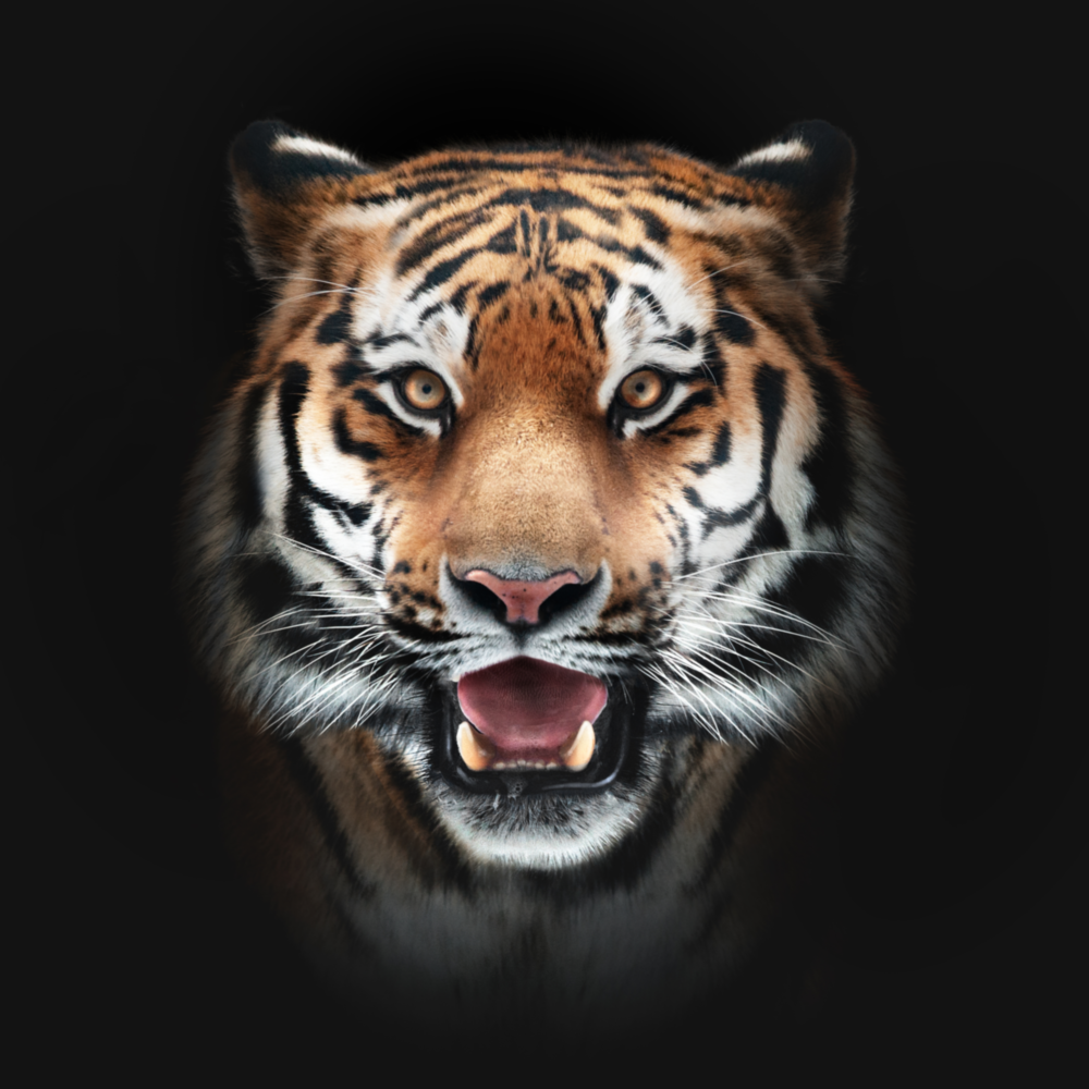 Tiger Glass Wall Art