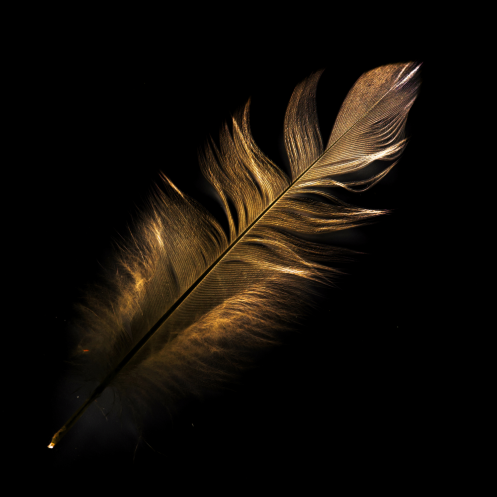Colored Feather Glass Wall Art