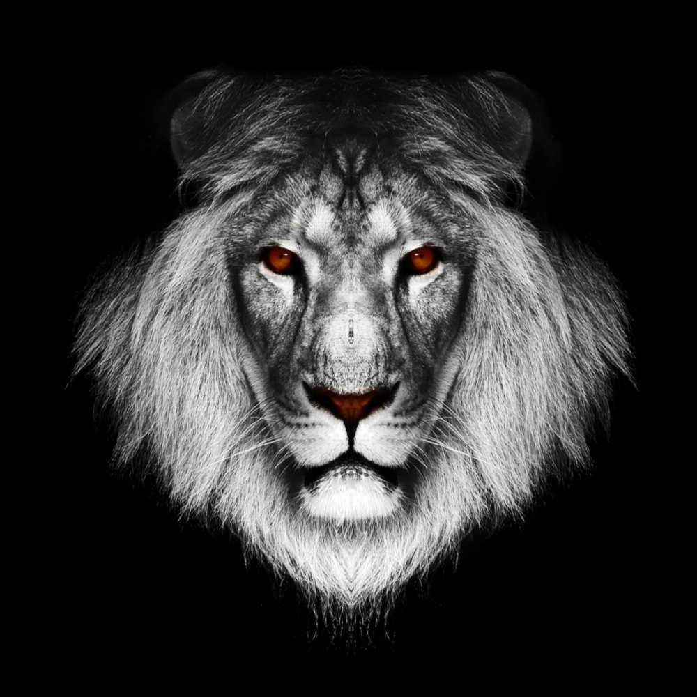 Lion Glass Wall Art