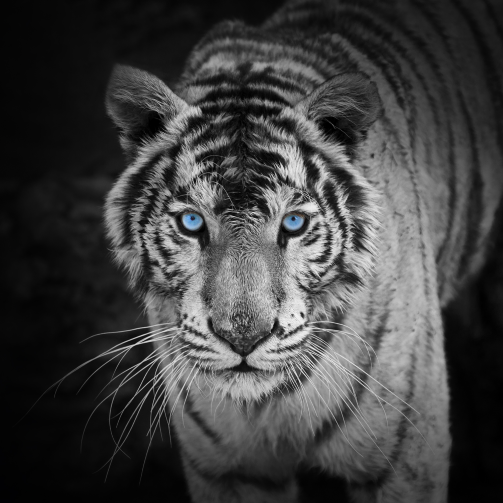Tiger Glass Wall Art