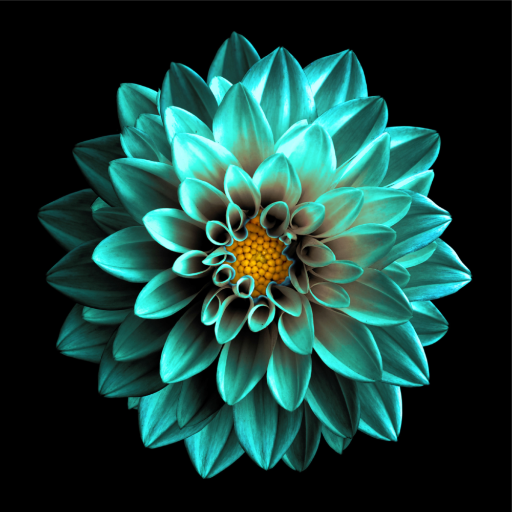 Green Flower Glass Wall Art