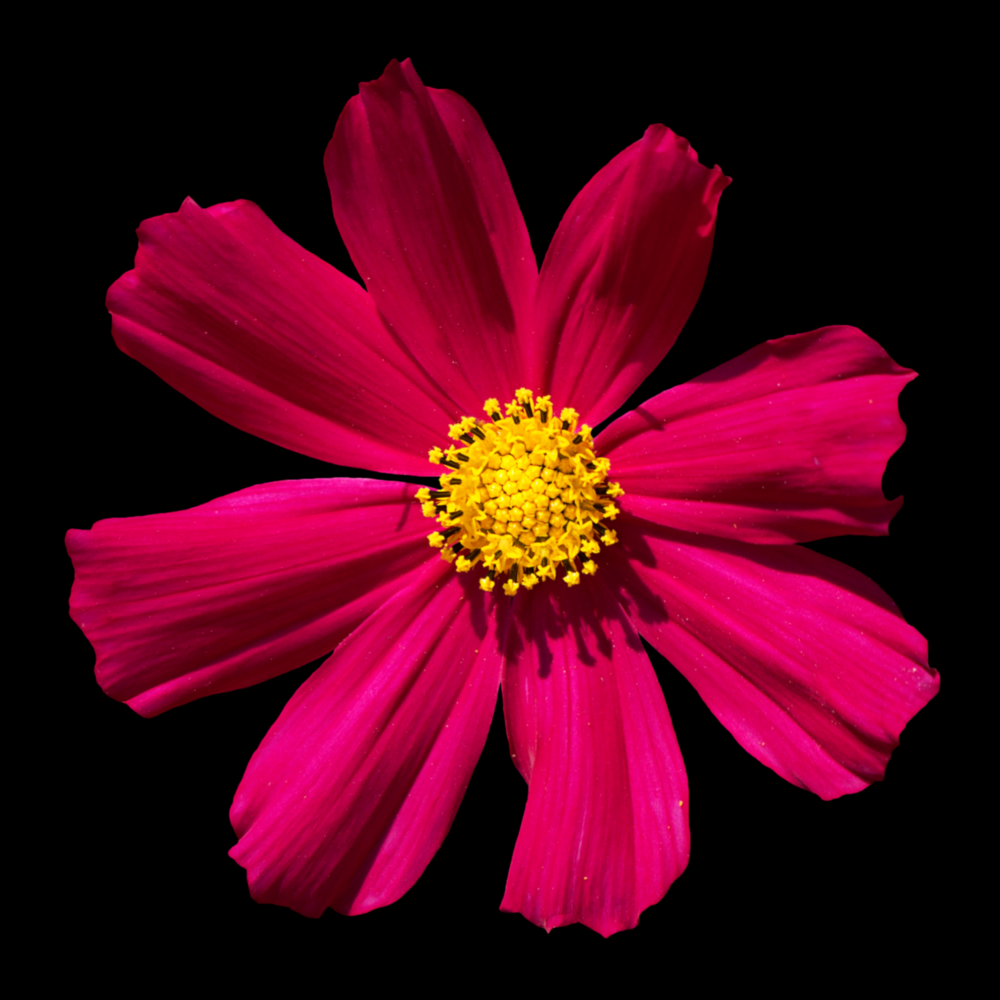 Red Flower Glass Wall Art
