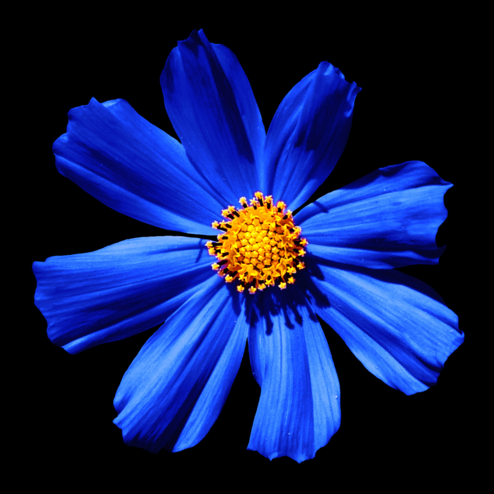 Blue Flower Glass Wall Art