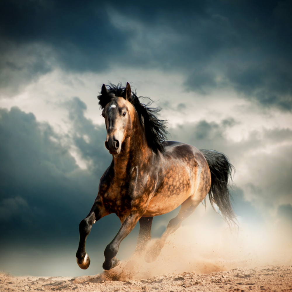 Running Horse Glass Wall Art