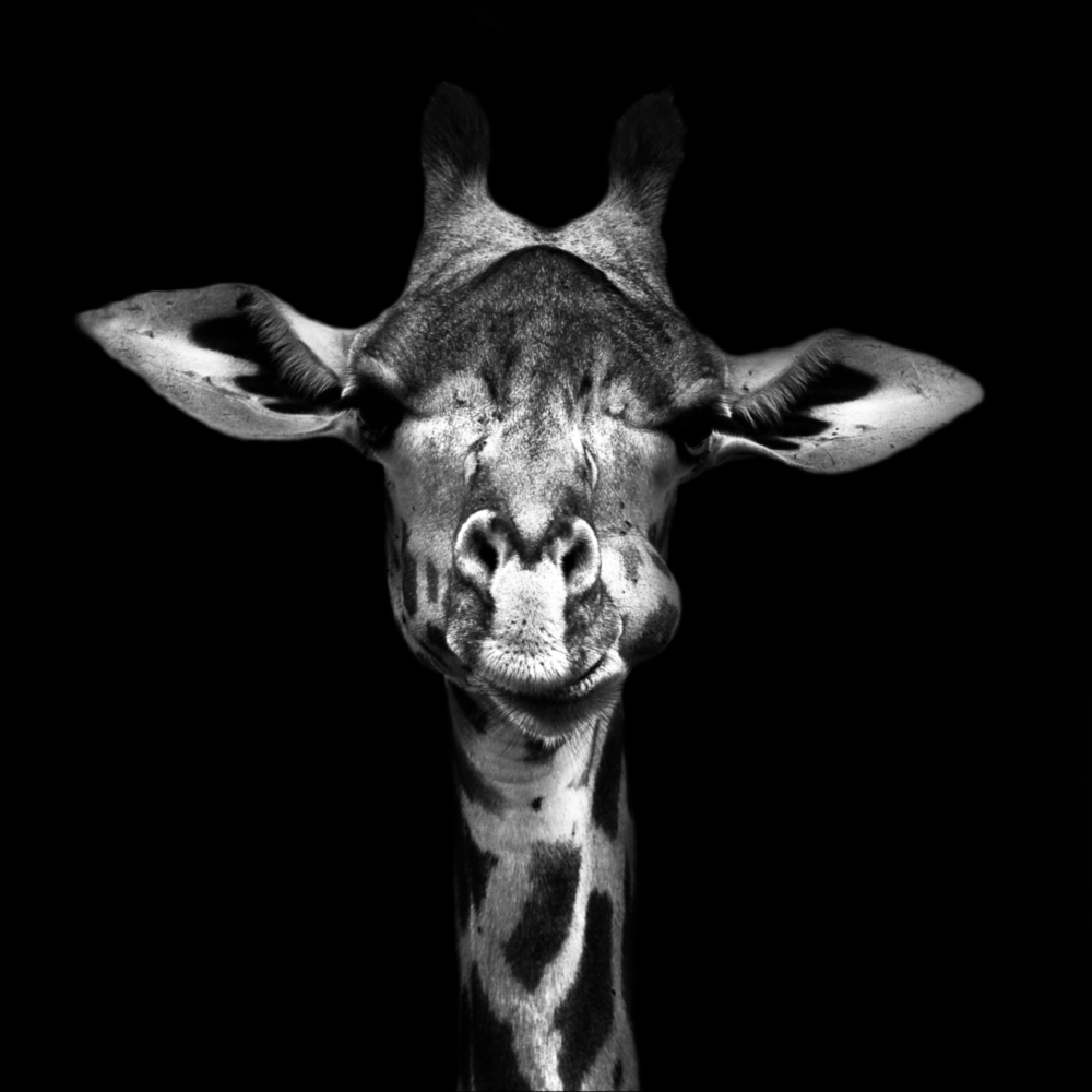 Giraffe Glass Wall Art