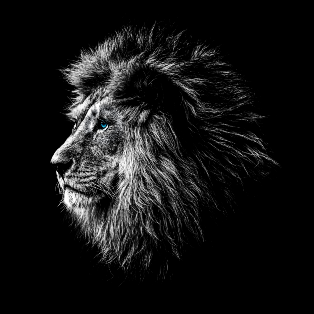 Lion Glass Wall Art