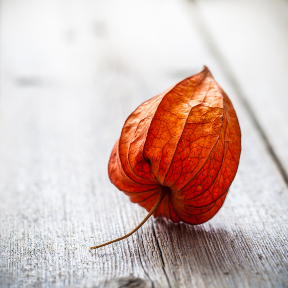Dry Leaf Glass Wall Art