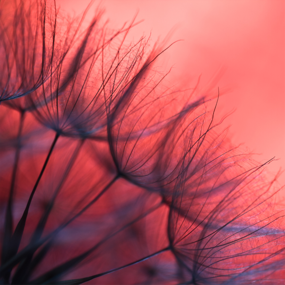 Red Dandelion Glass Wall Art