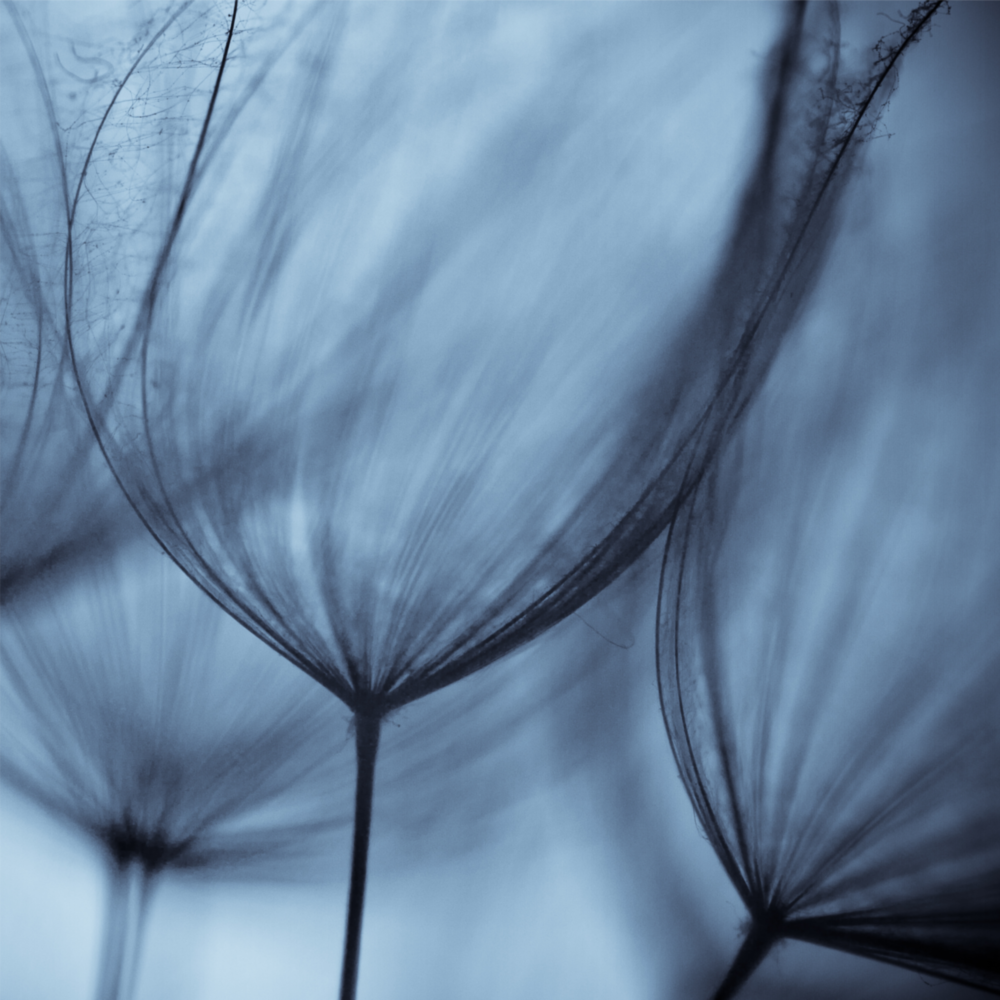 Dandelion Tranquility Glass Wall Art