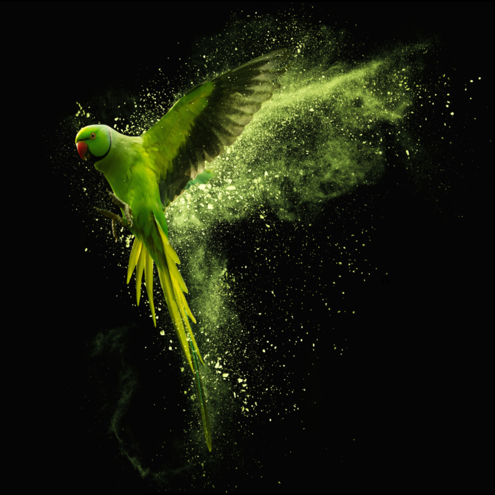 Green Parrot Glass Wall Art