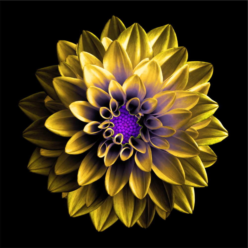 Yellow Flower Glass Wall Art