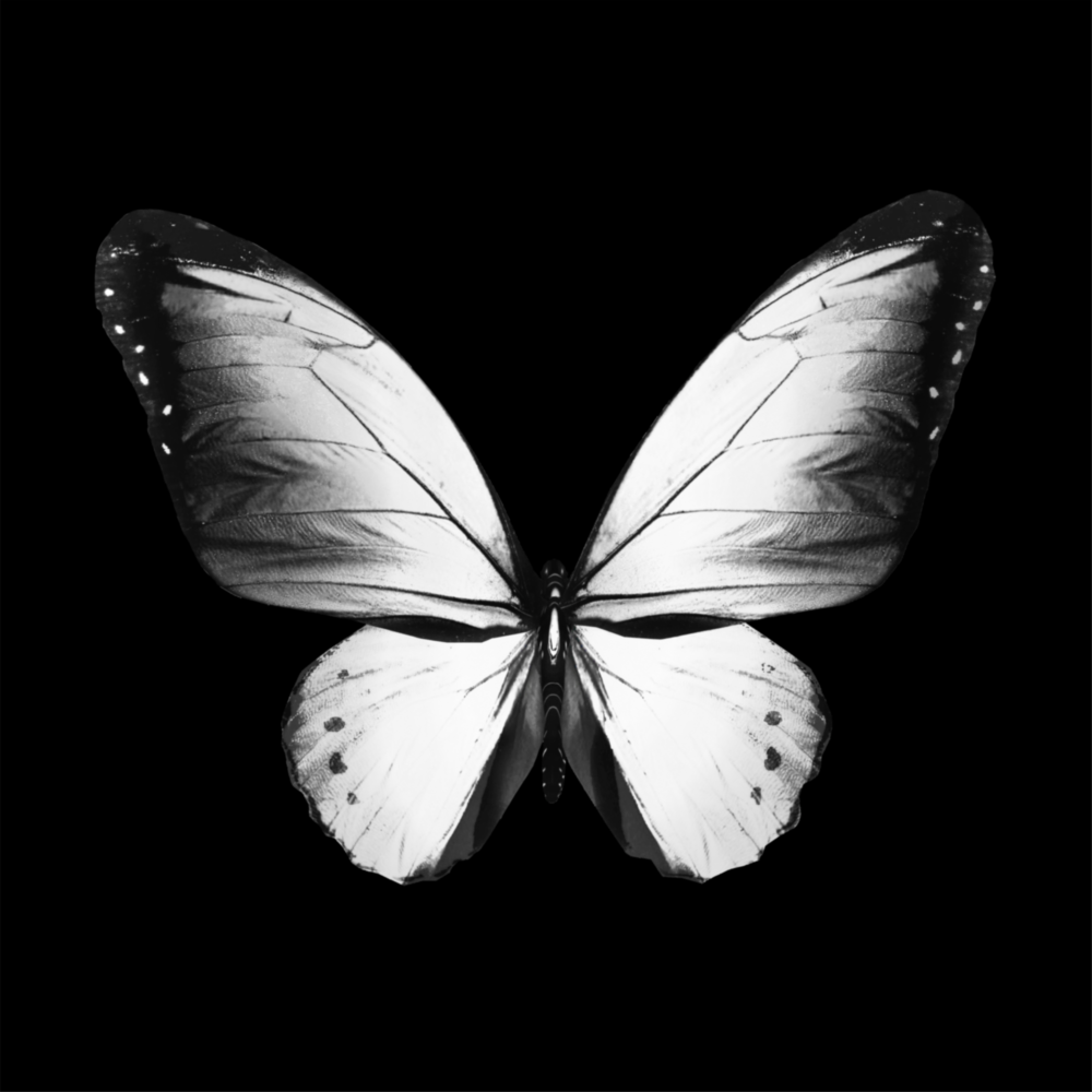 The Elegance of the Butterfly Glass Wall Art