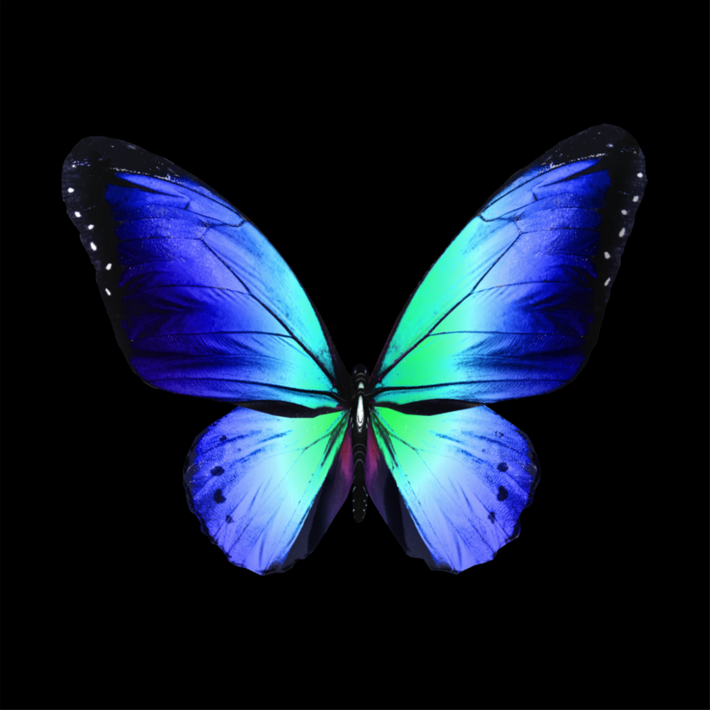 The Elegance of the Butterfly Glass Wall Art
