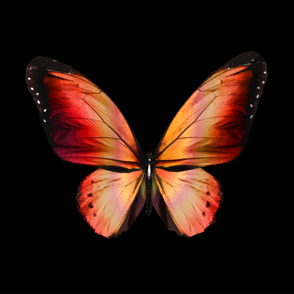 The Elegance of the Butterfly Glass Wall Art