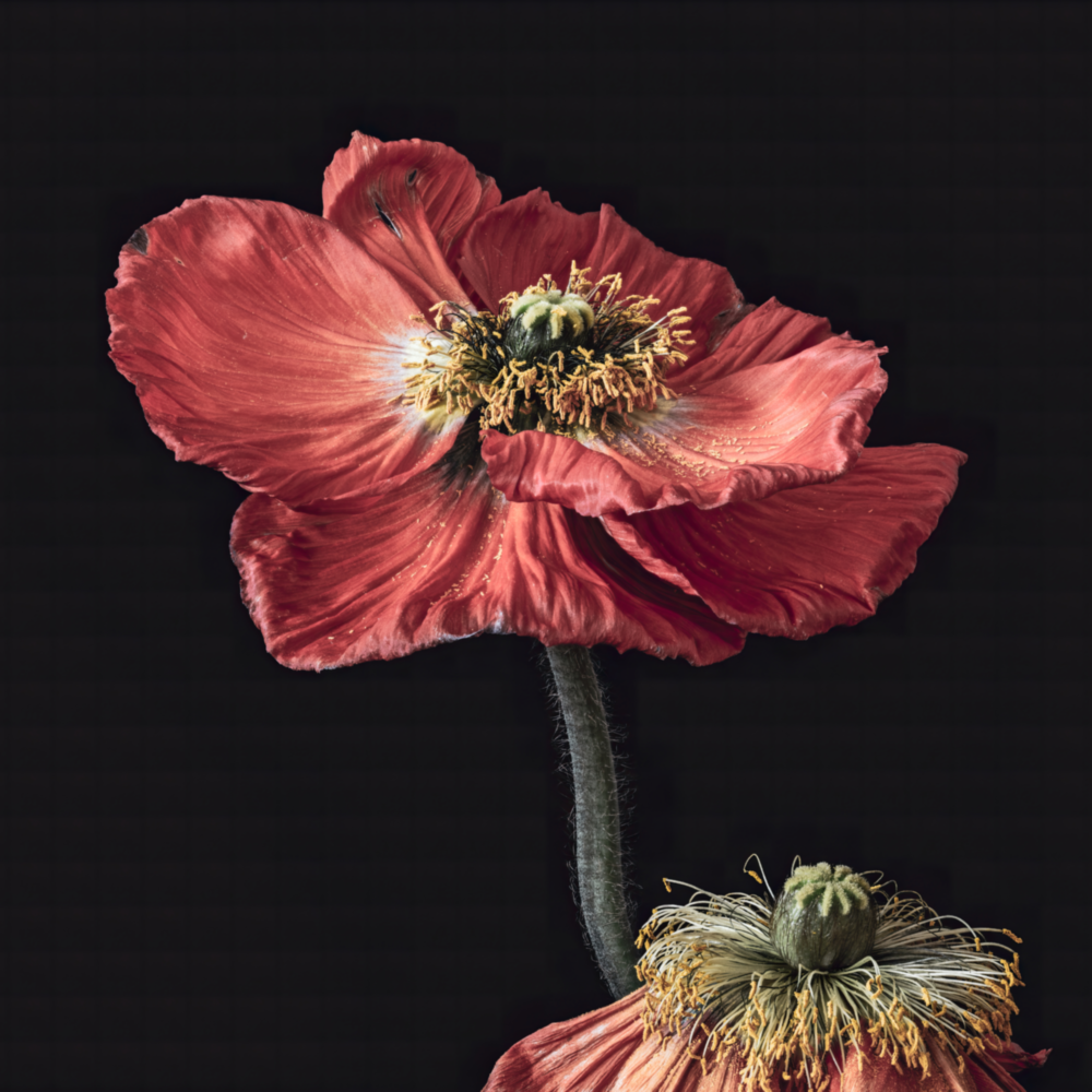 Flower Glass Wall Art