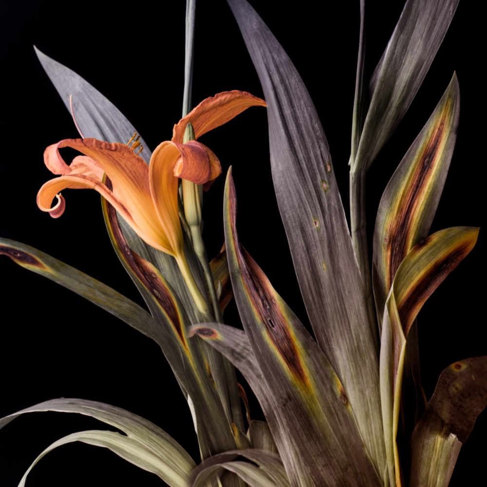 Flower Glass Wall Art