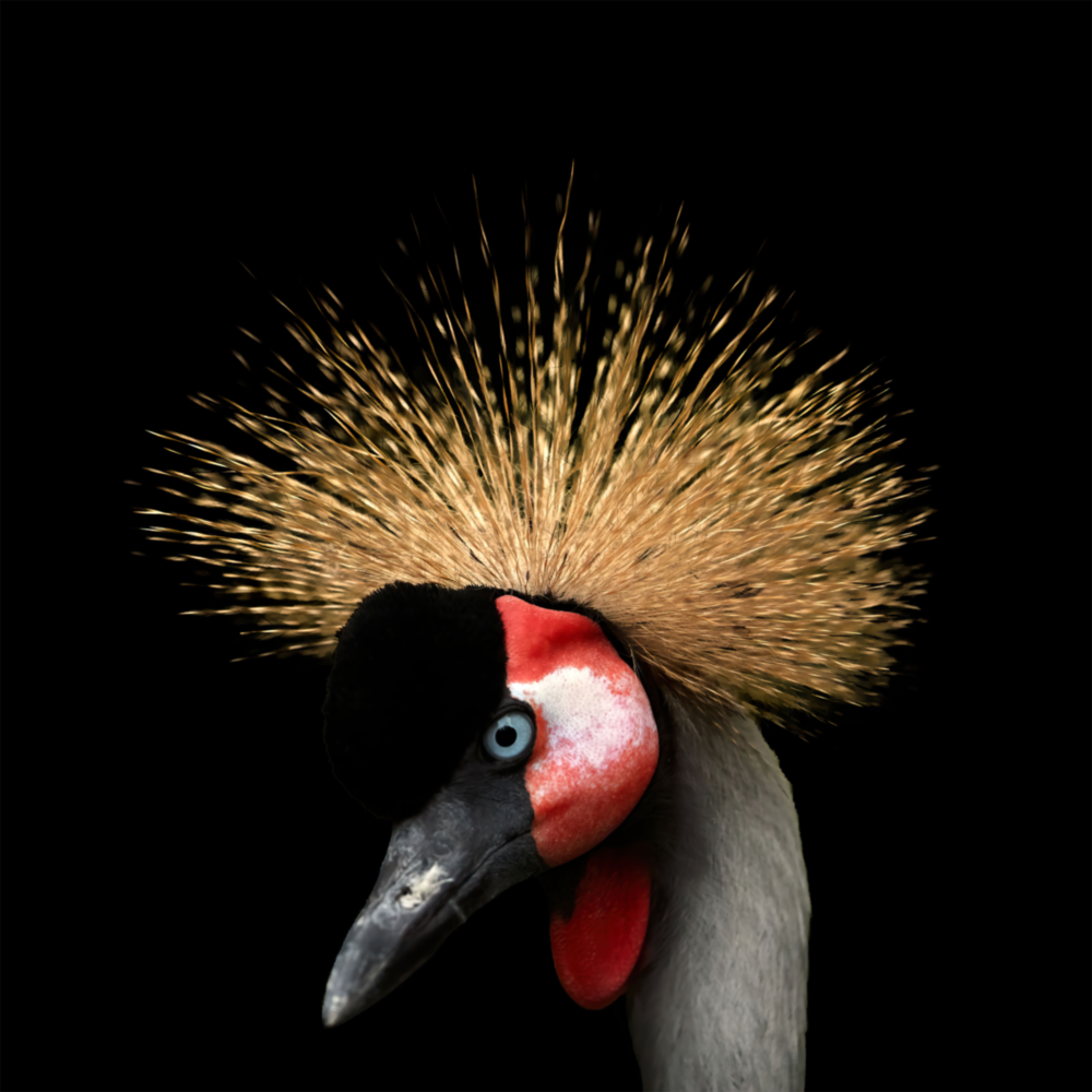 Black Crowned Crane